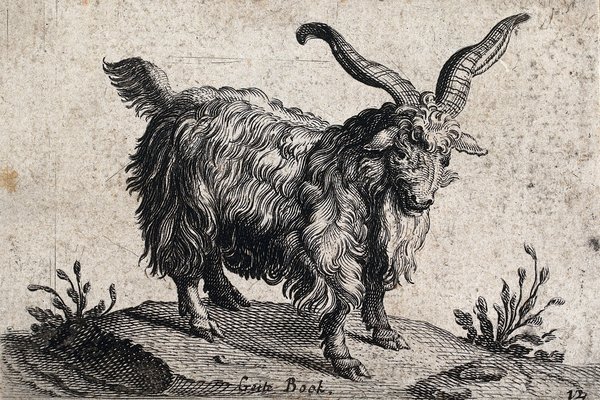 A wood engraving of a goat, date unknown.