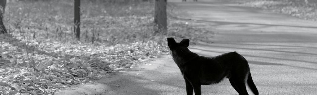 black-dog-3