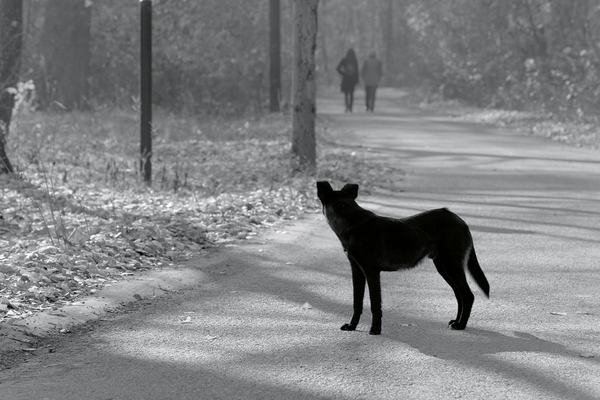 black-dog-3