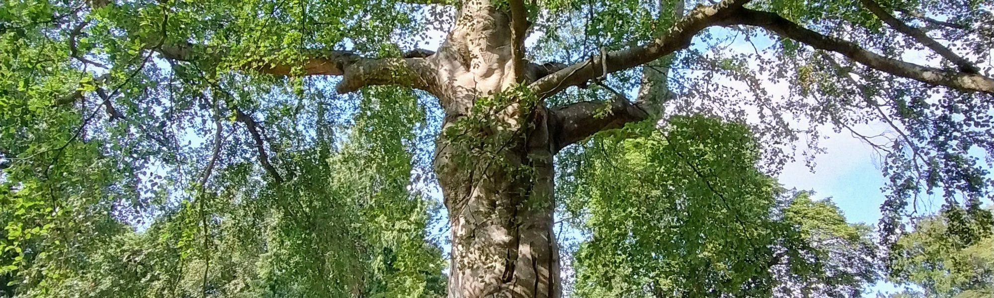 Witney Wishing Tree 1