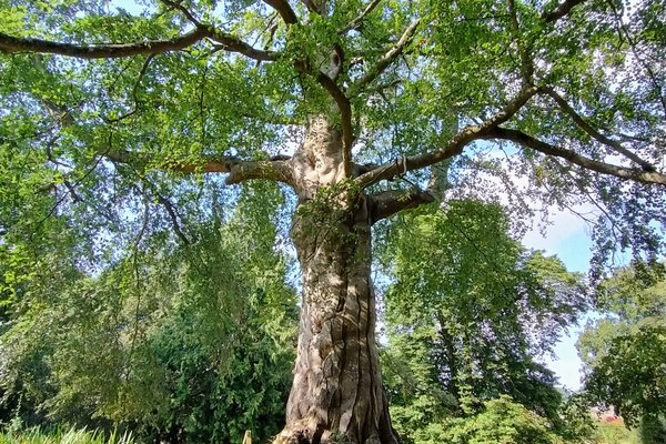 Witney Wishing Tree 1