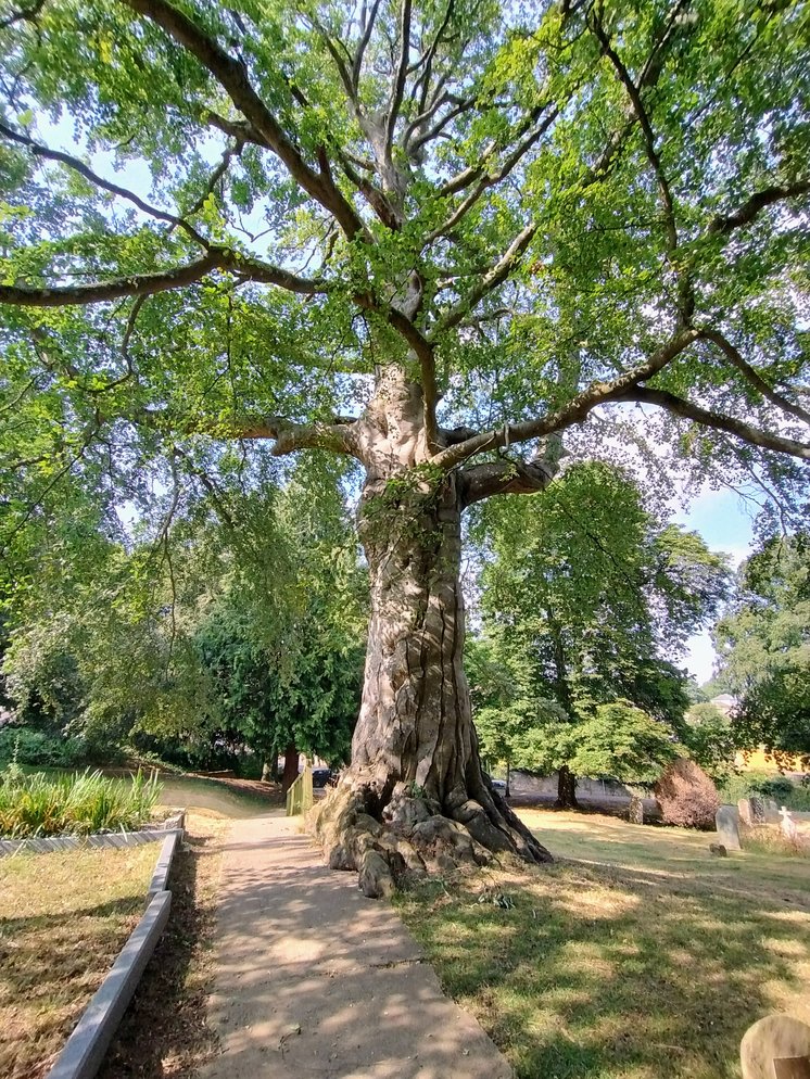 Witney Wishing Tree 2