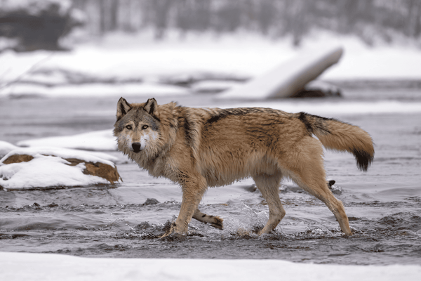 A wolf in the snow