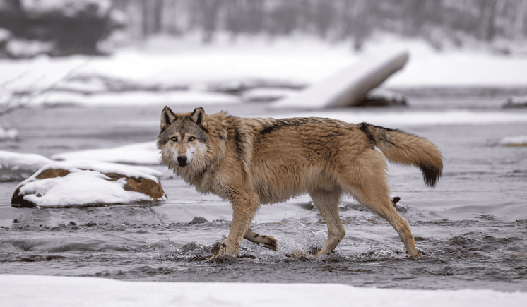 A wolf in the snow